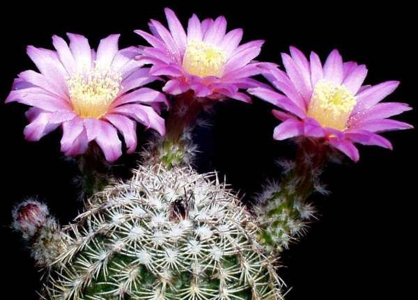 echinocereus_pulchellus